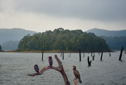 Bird watching at Lake Periyar