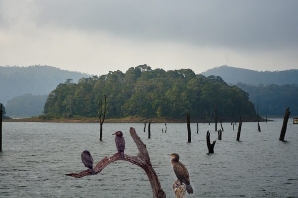 Bird watching at Lake Periyar
