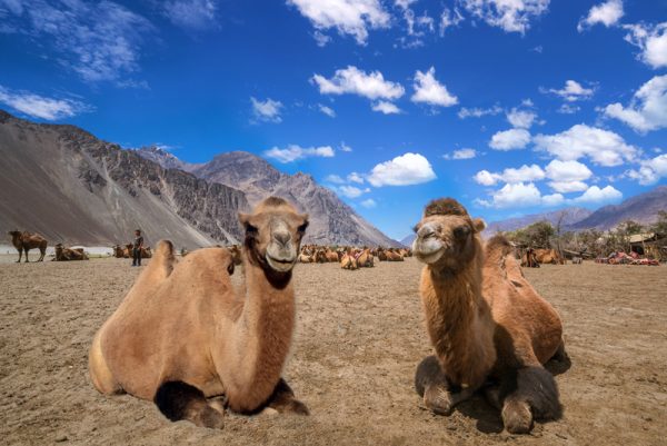 nubra-valley-trek-ladakh-india
