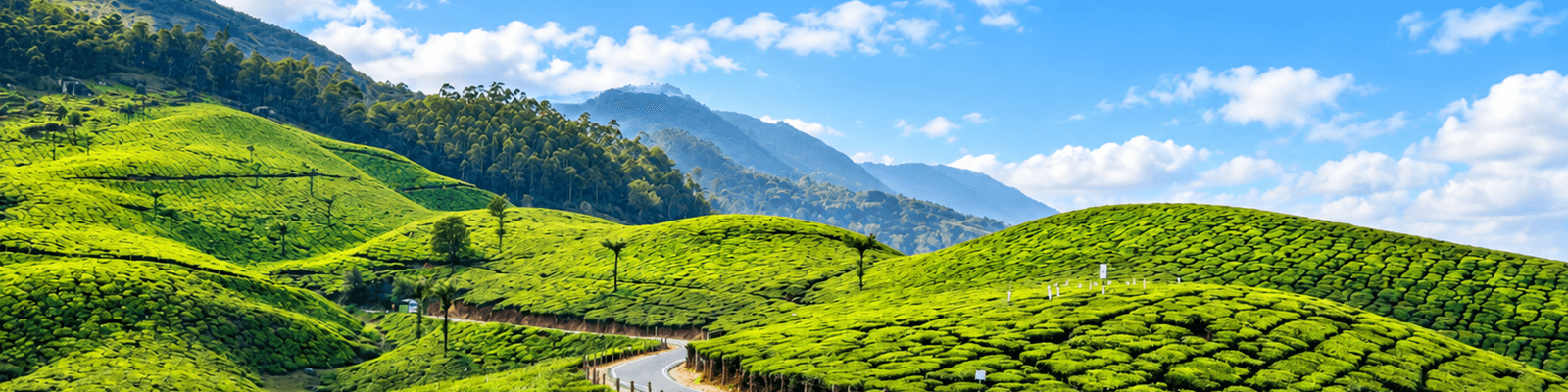 Munnar-kerala-india
