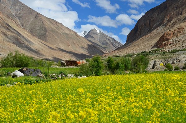 Markha-valley-ladakh